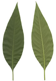 Leaf